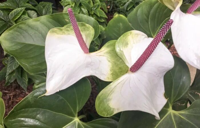 Growing tropical plants