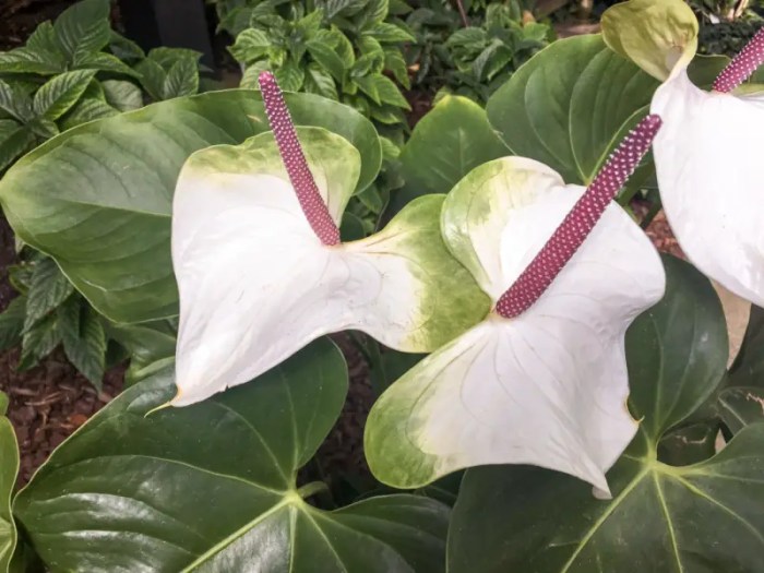 Growing tropical plants