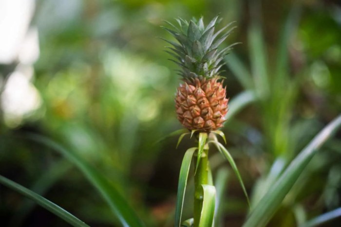 Pineapple bloom comosus