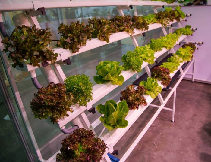 Best indoor hydroponic vegetable garden