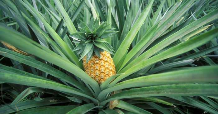 Pineapple growing pineapples hgtv grows