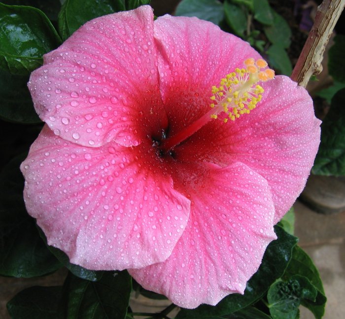 Tropical flowering plants hibiscus plant pink indoor some beautiful Tropisk plant