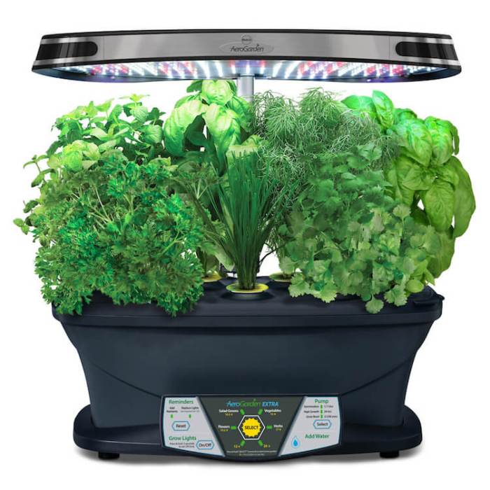 Herb herbs counter grow Herb herbs counter grow