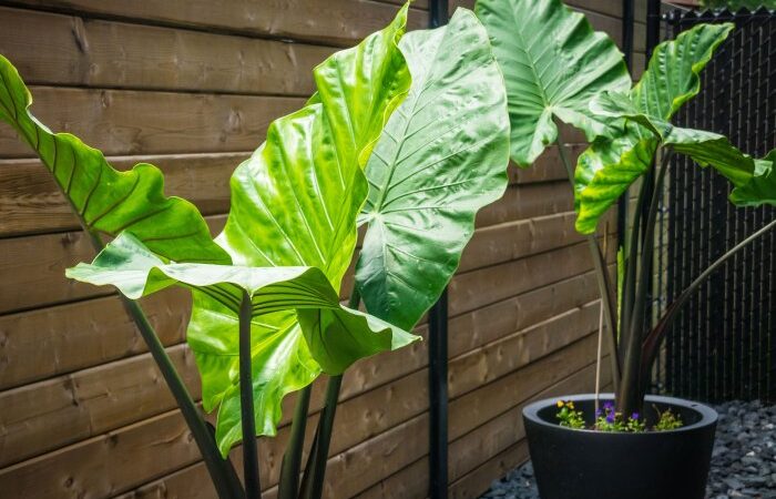 Elephant ears bulbs plant ear plants choose board bulb saved