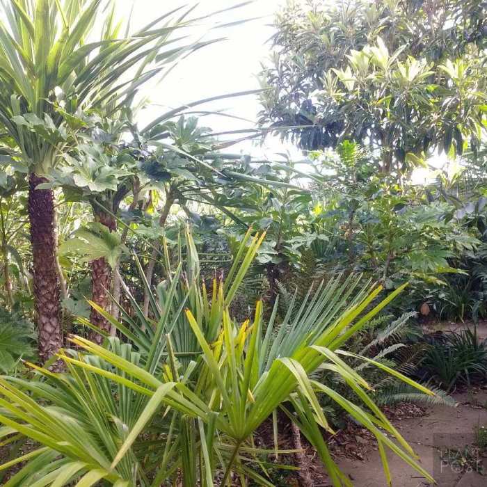 Tropical plants hardy garden planting jungle can exotic trees create use shrubs diversify paradise appearance