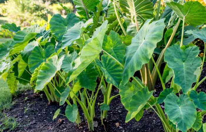 Elephant ear mammoth bulbs
