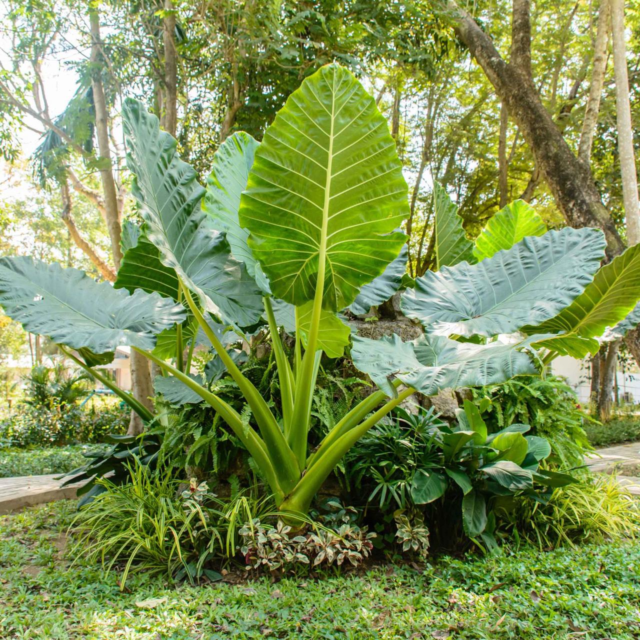 Elephant ear plants black care ears leaves plant grow landscaping tropical can colocasia its big house beaulieu david perennial ideas