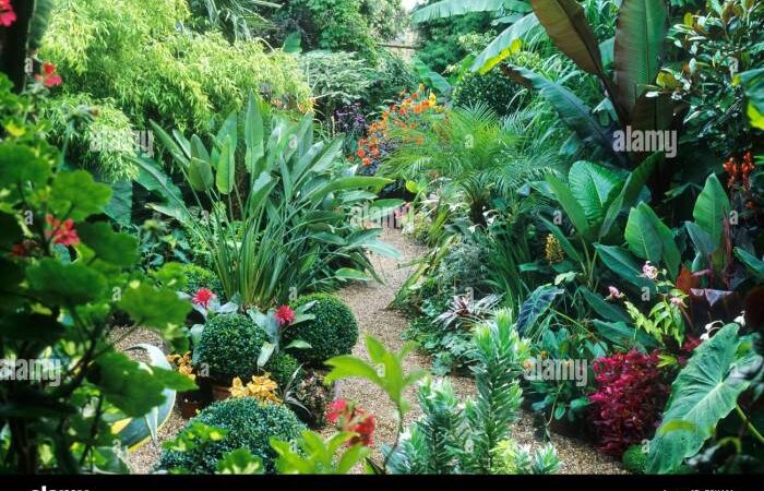 Orchids seltenste blume weebly orchid wonderful