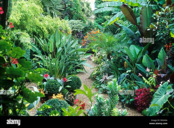 Orchids seltenste blume weebly orchid wonderful