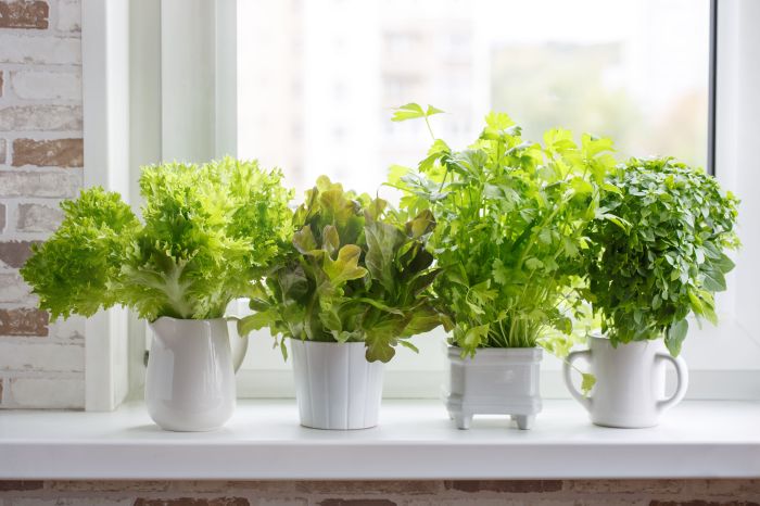 Tabletop herb grower