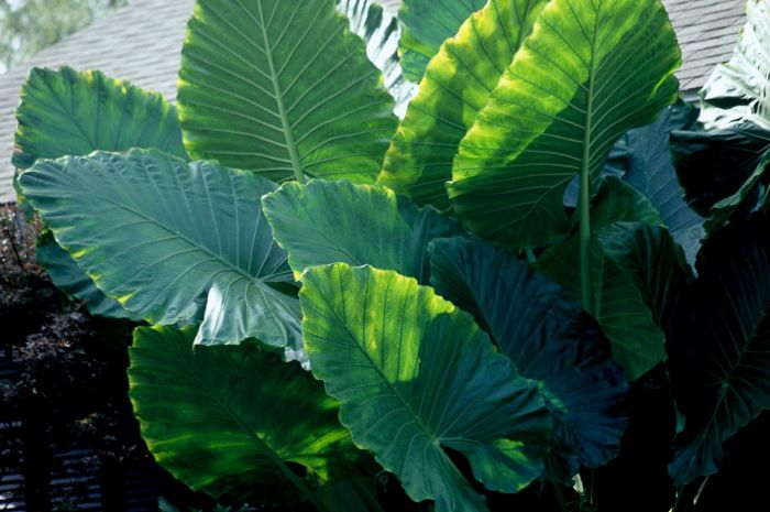 Ear colocasia ears bulbs varieties elephants alocasia tubers pics tropical