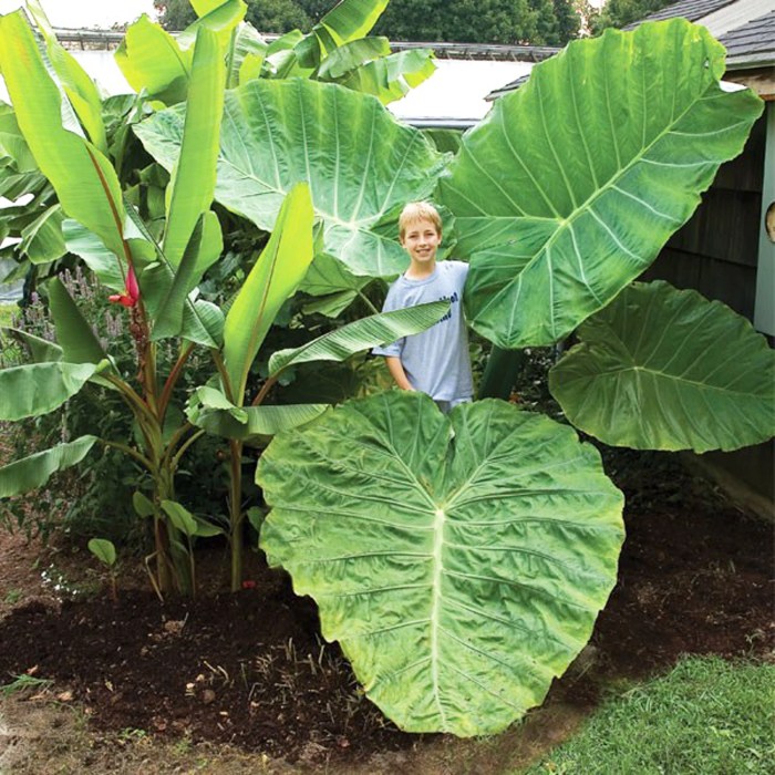 Huge elephant ear bulbs
