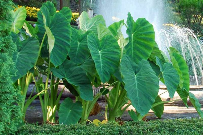 Elephant ear bulbs jumbo
