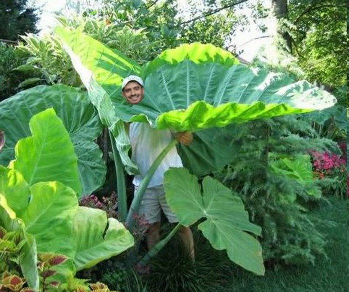Colocasia esculenta elephant bulbs planting rhsplants