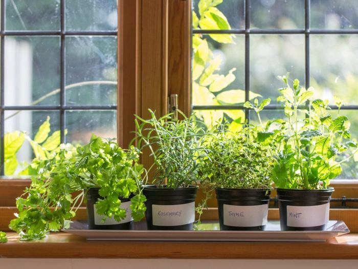 Best rated indoor herb garden