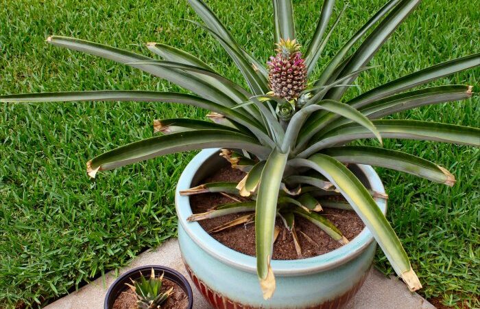 Pineapple grow care lily lilies flowers plant flowering lilly plants worldoffloweringplants bulbs poetschke via bulb choose board