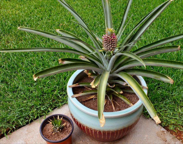 Pineapple grow care lily lilies flowers plant flowering lilly plants worldoffloweringplants bulbs poetschke via bulb choose board