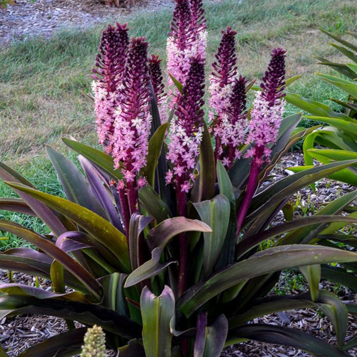 Bloom and wild pineapple plant