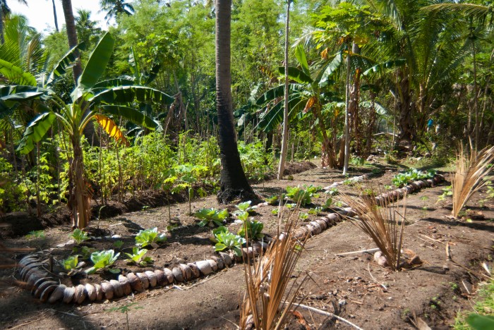 Growing tropical plants