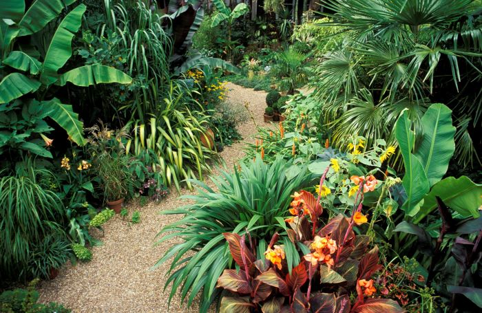 Tropical plants indoors house grow plant list growing iconic aloha feeling touch could add everyday environment tropics Tropisk plant